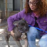 Vet Tech Available for Pet Sitting/Home Visits