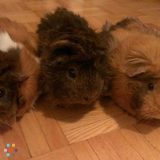 Qualified, Dependable and Reliable Pet Sitter Available Immediately