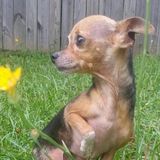Chi Chi Sitter needed