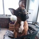 Reliable Petsitter in Lafayette