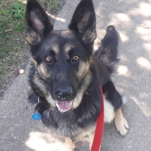 Pet Care Provider Emma A's Profile Picture