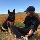 North Hollywood, California Animal Lover