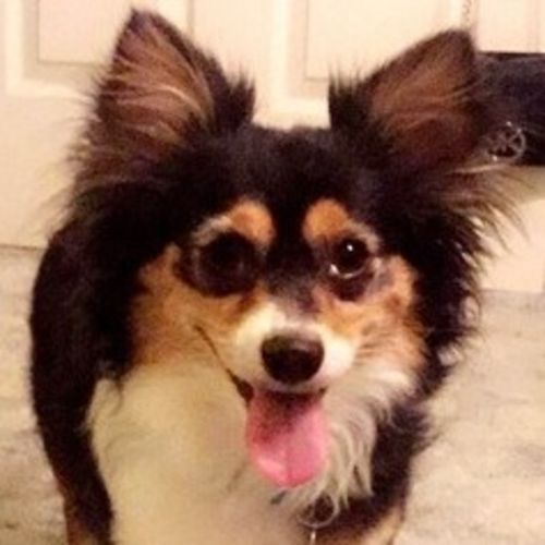 Pet Care Job Rachel W's Profile Picture