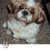 Loving, playful, responsible Pet sitter needed in Ligonier PA SATURDAY October 18, 2014