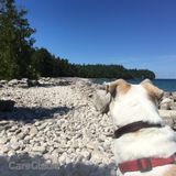 Dog Walking & Training