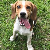 Available For a Pet Carer Opportunity in Brooklet