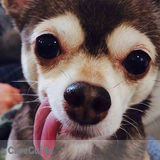In home pet sitting, house sitting, dog walking