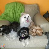 Lulu Pet Sitting Services