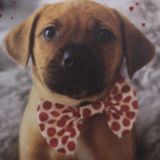 Affordable Pet Sitting