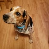Looking for a flexible sitter to stay with my dog