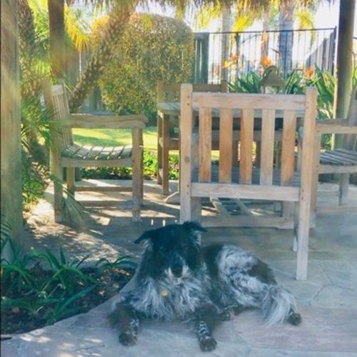 House Sitter Provider G. K's Profile Picture