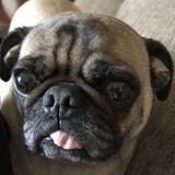 Young energetic pet sitter