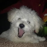 I'm Aletta with 25 yrs (+) experience with pets and house sitting. text me