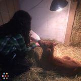 Pet and Farm Sitter Available!