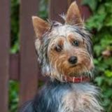 Dog Walking Needed ASAP!