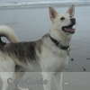 Need pet sitting/dog walking for 9 y/o Dog and 10 month old Cat
