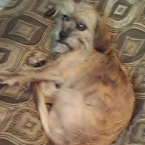 Pet Care Job Cheryl M's Profile Picture