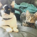 Cat sitter wanted in Washington