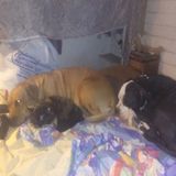 Pet and animal care services. Professional Available Immediately