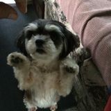 Occasionally I am in need of someone to watch my dog