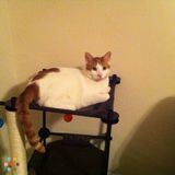 Pet Sitting Services in Fishers!