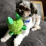 Dog sitting especially on holidays