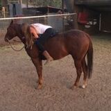 Hard working, have experience with different farm animals and indoor animals, honest and on time.