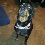 Interviewing For Lawton Pet Carer, Oklahoma Jobs