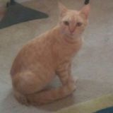 Available: Caring Pet Supervisor in Marianna
