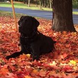 Occasional Pet Sitter Sought
