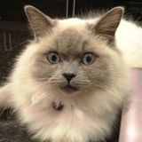 Sparkles Cat Sitting Service