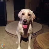 Seeking high energy dog that needs daily daycare