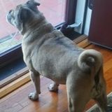 Capable loveable Cat n dog Sitting Professional in Williamsport