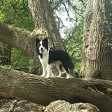 Looking for a Pet Sitter?
