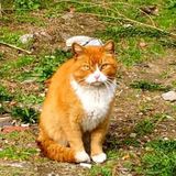 Interested In an Animal Lover Opportunity in Barrie