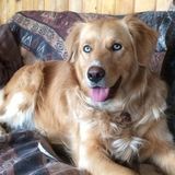 Wanted: Pet Sitter