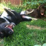 Hi there, my name is Raelyn and I have too much love for my two dogs! If you ever need a dog sitter contact me!