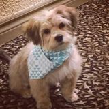 Pet Sitter in Barrie
