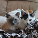 Reliable and loving house sitter needed for frequent stays with two sweet kitties- This is UNPAID