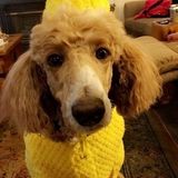 Flexible pet sitter and walker in Woodinville, Washington