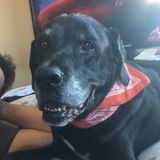 Leduc Pet Trainer Interested In Job Opportunities in Alberta