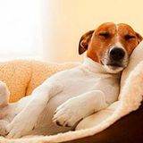 PuppyPower- Holistic & Sustainable dog sitting