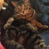 Passionate animal lover. Grew up around both cats and dogs. I'll be thrilled to care and love on your pets!