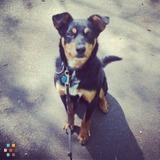 Dogs On The Town: Pet-Sitting, Dog-Walking, & Farm Care
