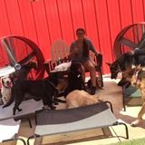 I am an animal lover searching for a job where I can care for a pet in need.