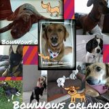 BowWOWs Orlando "Where your dog goes to play when you go away!"