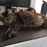 Looking for a cat sitter over the holidays in Richmond, California