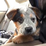 Looking for a pet sitter/dog walker