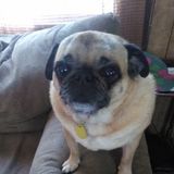 Pet Care Provider for Hire! I have many experience with own and others I worked at a shelter for 1/2 years.