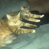 Searching for a Petsitter Opportunity in Citrus Heights